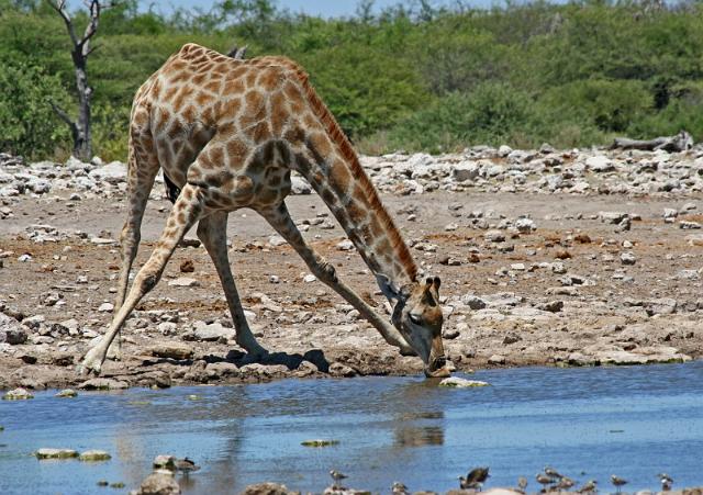 217 Etosha NP, giraf.JPG